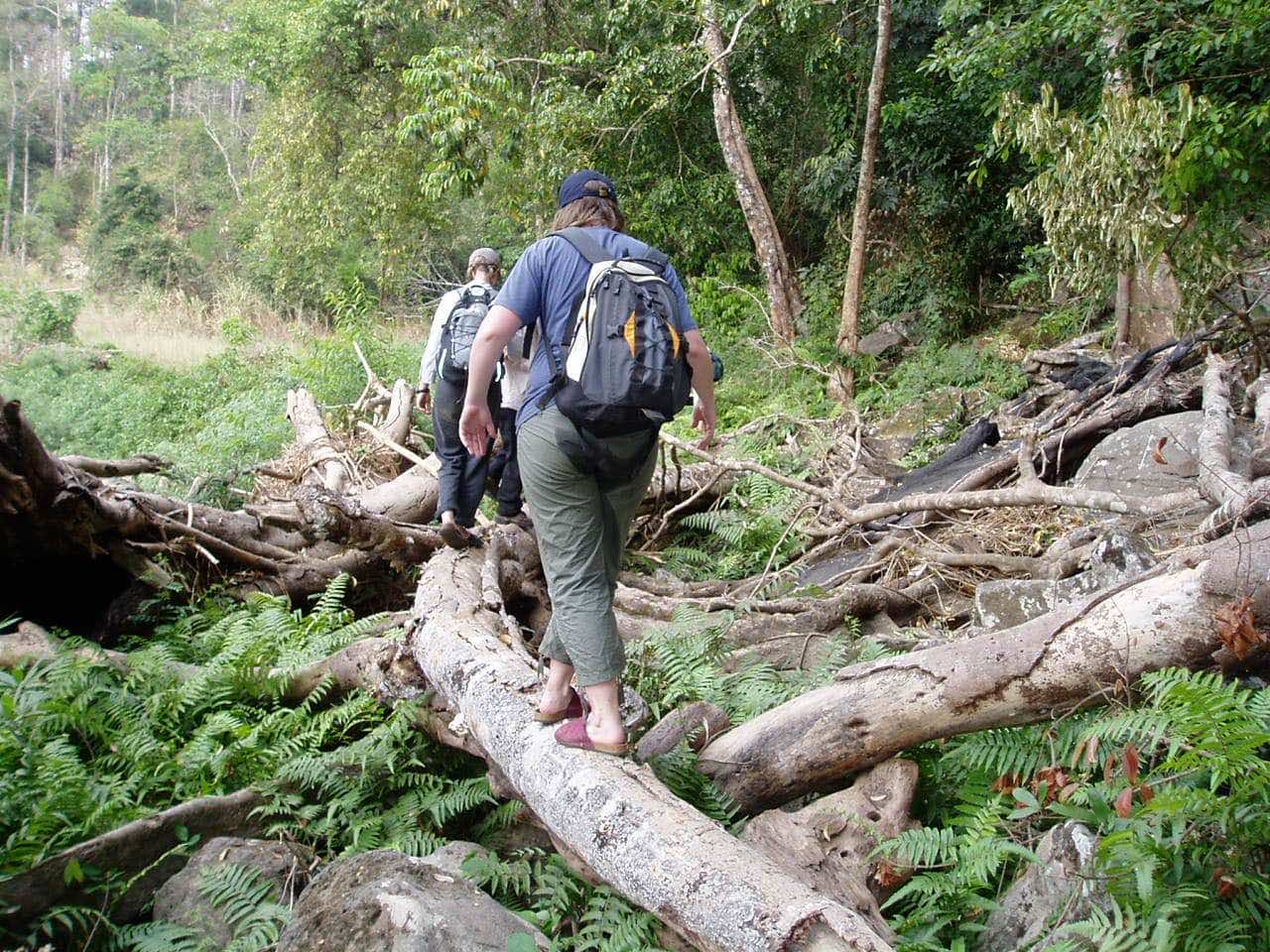 jungle trek 1