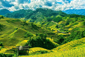 sapa rice terrace